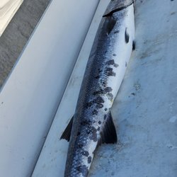 Y Knot Charters - What a beauty