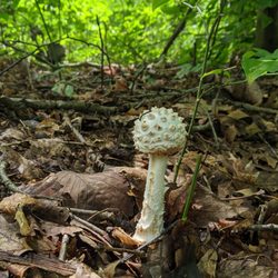 Morgan-Monroe State Forest