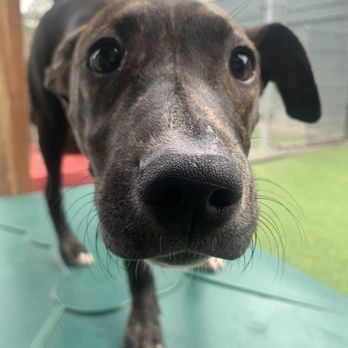 Sensible Canine - Kind, curious, and gentle. - Pet Training Near Me - Golden , Colorado