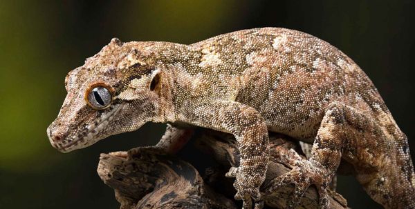 SHOW ME REPTILE SHOP - Updated June 2024 - 42 Agnes Dr, Troy, Missouri
