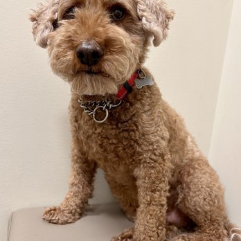 Scarlet's Fancy Poodles - Our 12-year-old senior puppy - Pet Breeders Near Me Scarlet's Fancy Poodles - Our 12-year-old senior puppy - Pet Breeders Near Me