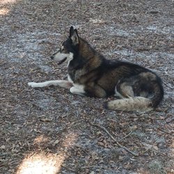 City of Wildwood Dog Park - The Regal Queen herself