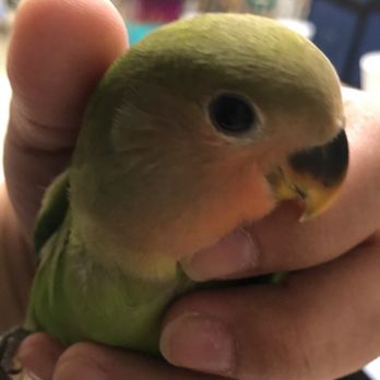 Arizona Bird Store - No name yet 5 week old Peach Faced Love Bird... - Bird Shops Near Me - Mesa, Arizona