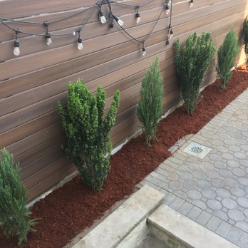 De Santo Landscaping and Gardening - a row of shrubs with lights - Landscaping Near Me - Brooklyn, New York De Santo Landscaping and Gardening - a row of shrubs with lights - Landscaping Near Me - Brooklyn, New York