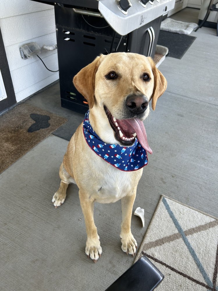 AUSSIE AND FRIENDS MOBILE DOG GROOMING Updated September 2024 13