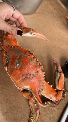 Hooper's Crab House by null