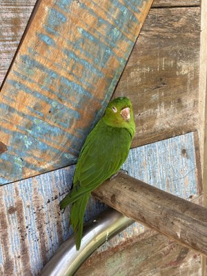 Parque das Aves by null