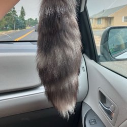 Windcarver Gifts - A tail of what I believe is a marble fox! I have gotten a red fox tail here as well but sadly can't find a photo.