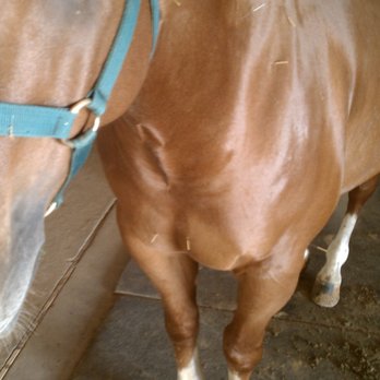 Advanced Care Veterinary Services - Equine acupuncture - Veterinarians Near Me - Carrollton, Texas