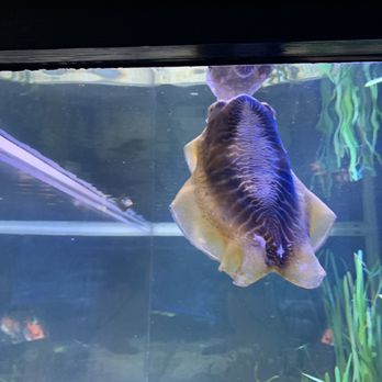 Oceanogràfic - Aquariums Near Me - Valencia, V