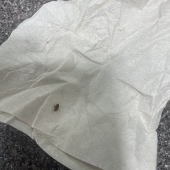 Jefferson Inn - Bedbug I captured in room 105 crawling on ME on the bed around 6 AM. I wrapped it in a napkin and dropped it on the front desk. - Hotels Near Me - Dandridge, Tennessee