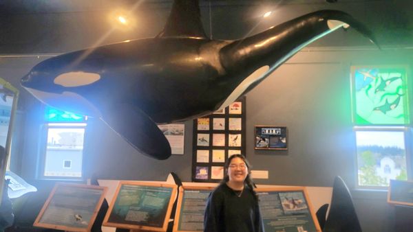 The Whale Museum by null