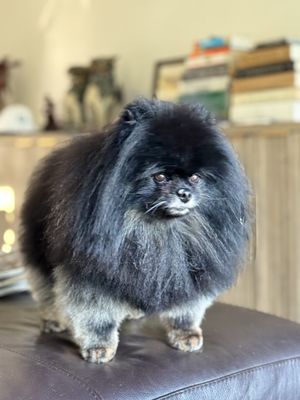 A Cut Above Dog & Cat Grooming