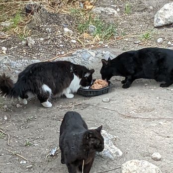 The Pueblo Park - Cats - Parks Near Me - Las Vegas, Nevada The Pueblo Park - Cats - Parks Near Me - Las Vegas, Nevada