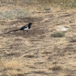 Country Junction - Magpie spied outside near the porch