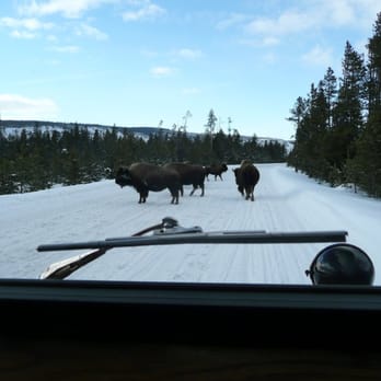 Yellowstone Alpen Guides Co - view from shotgun - Tours Near Me - West Yellowstone, Montana Yellowstone Alpen Guides Co - view from shotgun - Tours Near Me - West Yellowstone, Montana