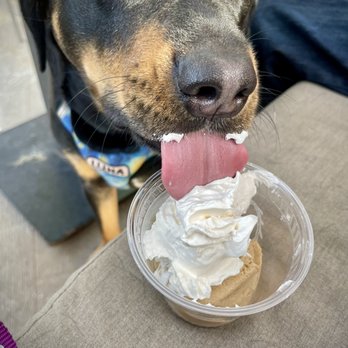 Branch House Riverfront Bistro - The Puppy Sundae is a hit with Luna. - Cafes Near Me - Redding, California Branch House Riverfront Bistro - The Puppy Sundae is a hit with Luna. - Cafes Near Me - Redding, California