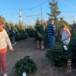 Honey Bear Trees - Amazing tree as always, excellent service, and fair prices!