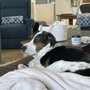 Yard Fresh Pet Waste Management