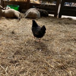Schapenboerderij Texel - Sebright kip en lammetjes.