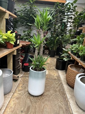 Dahing Plants & Landscaping by null