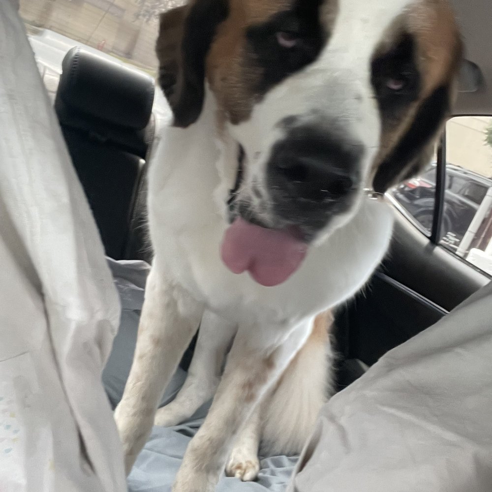 You Dirty Dog - All clean! - Pet Groomers Near Me - Long Beach, California You Dirty Dog - All clean! - Pet Groomers Near Me - Long Beach, California