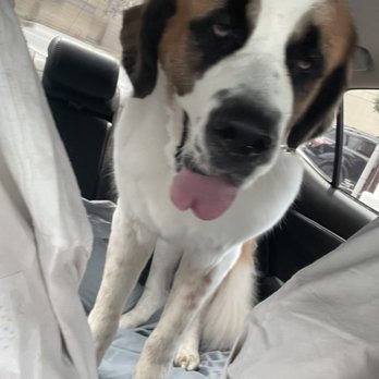 You Dirty Dog - All clean! - Pet Groomers Near Me - Long Beach, California You Dirty Dog - All clean! - Pet Groomers Near Me - Long Beach, California
