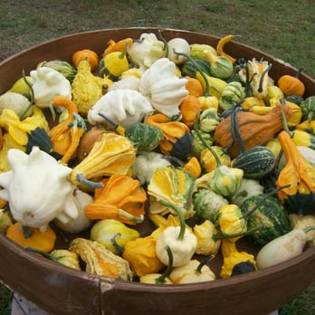 Sissons' Pumpkin Patch - Galore! - Party & Event Planning Near Me - Girard, Pennsylvania