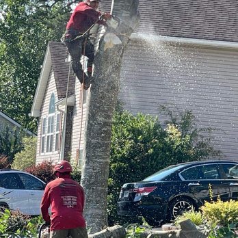 Mario's Stump Grinding & Tree service - Tree Services Near Me Mario's Stump Grinding & Tree service - Tree Services Near Me