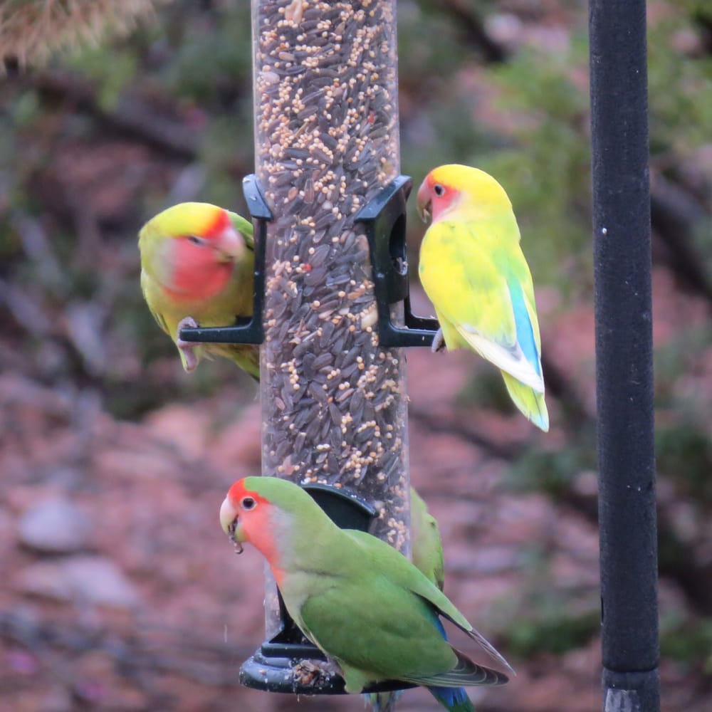 WILD BIRD CENTER OF SCOTTSDALE Updated September 2024 10701 N
