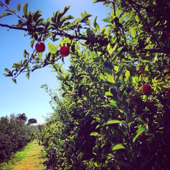Abbott Farms - Apple Picking! - Fruits & Veggies Near Me - Baldwinsville, New York