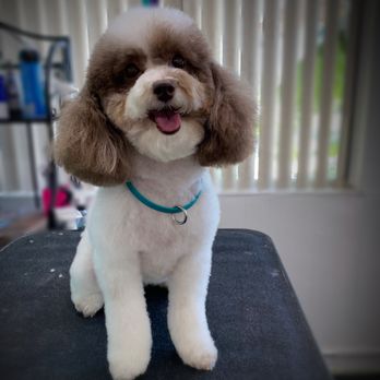 Fur Shore Dog Grooming - Pet Groomers Near Me - Rockledge, Florida Fur Shore Dog Grooming - Pet Groomers Near Me - Rockledge, Florida