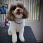 Photo of Fur Shore Dog Grooming