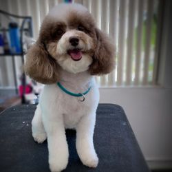 Fur Shore Dog Grooming