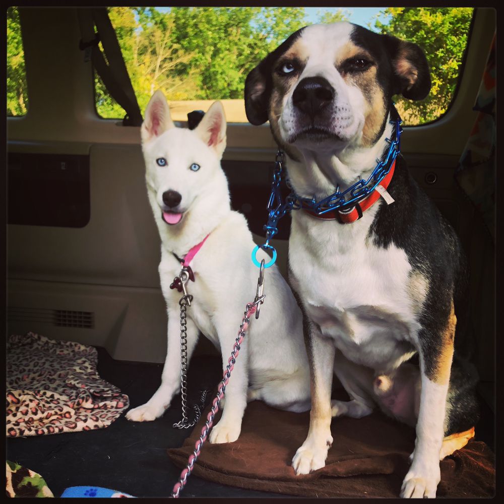 CANYON CRITTERS PETSITING AND BOARDING Updated May 2024 28 Photos