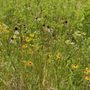 Photo of Dunham Woods Forest Preserve