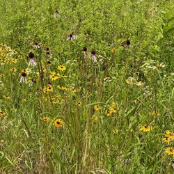 Dunham Woods Forest Preserve
