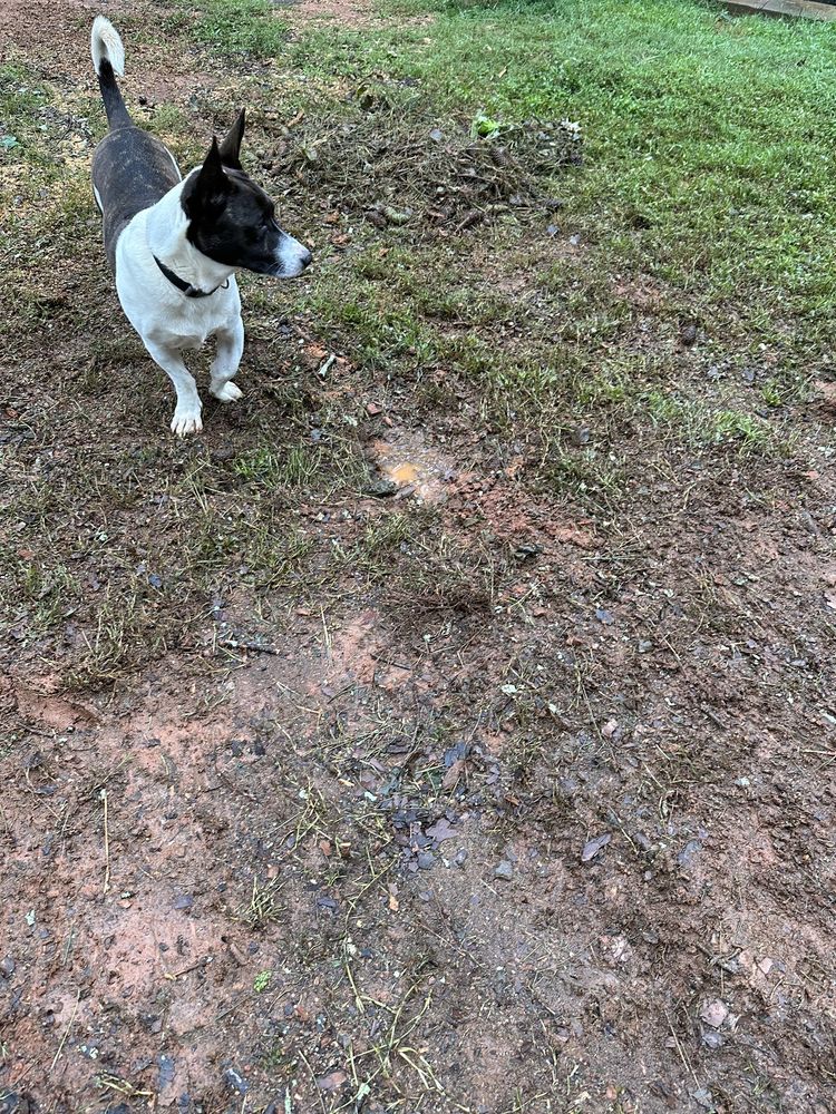 Hernandez Tree Services - tree service in Norcross, GA