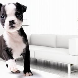 416-SO-CLEAN - Pet Stian & Odor Removal Specialist