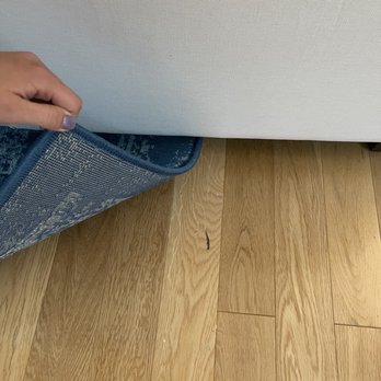 888 Hilgard - Termite boroughs throughout the units - Apartments Near Me - Los Angeles, California