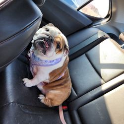 Brighton Eggert Animal Clinic and Pet Resort - Spa day for Chi Chi