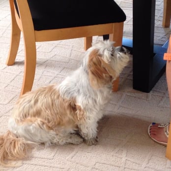 Al & Barbara Pet Sitting - Buddy - Pet Sitting Near Me - Indio, California Al & Barbara Pet Sitting - Buddy - Pet Sitting Near Me - Indio, California