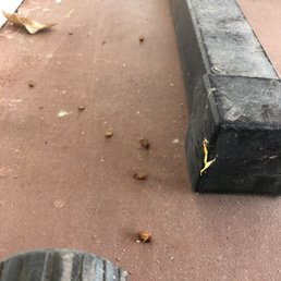 Joe did a great job. Dead spiders and cockroaches outside the following day!