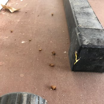 AV Pest Control - Joe did a great job. Dead spiders and cockroaches outside the following day! - Pest Control Near Me