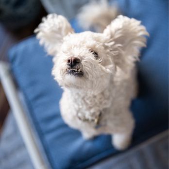 Dog Inspired Photography - Pet Photography Near Me