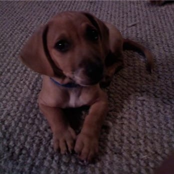 Last Straw Dog Training - Pet Training Near Me - Concord, North Carolina Last Straw Dog Training - Pet Training Near Me - Concord, North Carolina