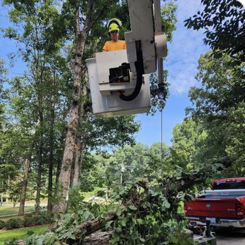 Wolfpack Tree Service - Tree Services Near Me Wolfpack Tree Service - Tree Services Near Me