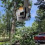 Photo of Wolfpack Tree Service