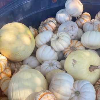 Whitfill Nursery - Nurseries & Gardening Near Me - Gilbert, Arizona
