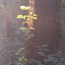 Forest Park